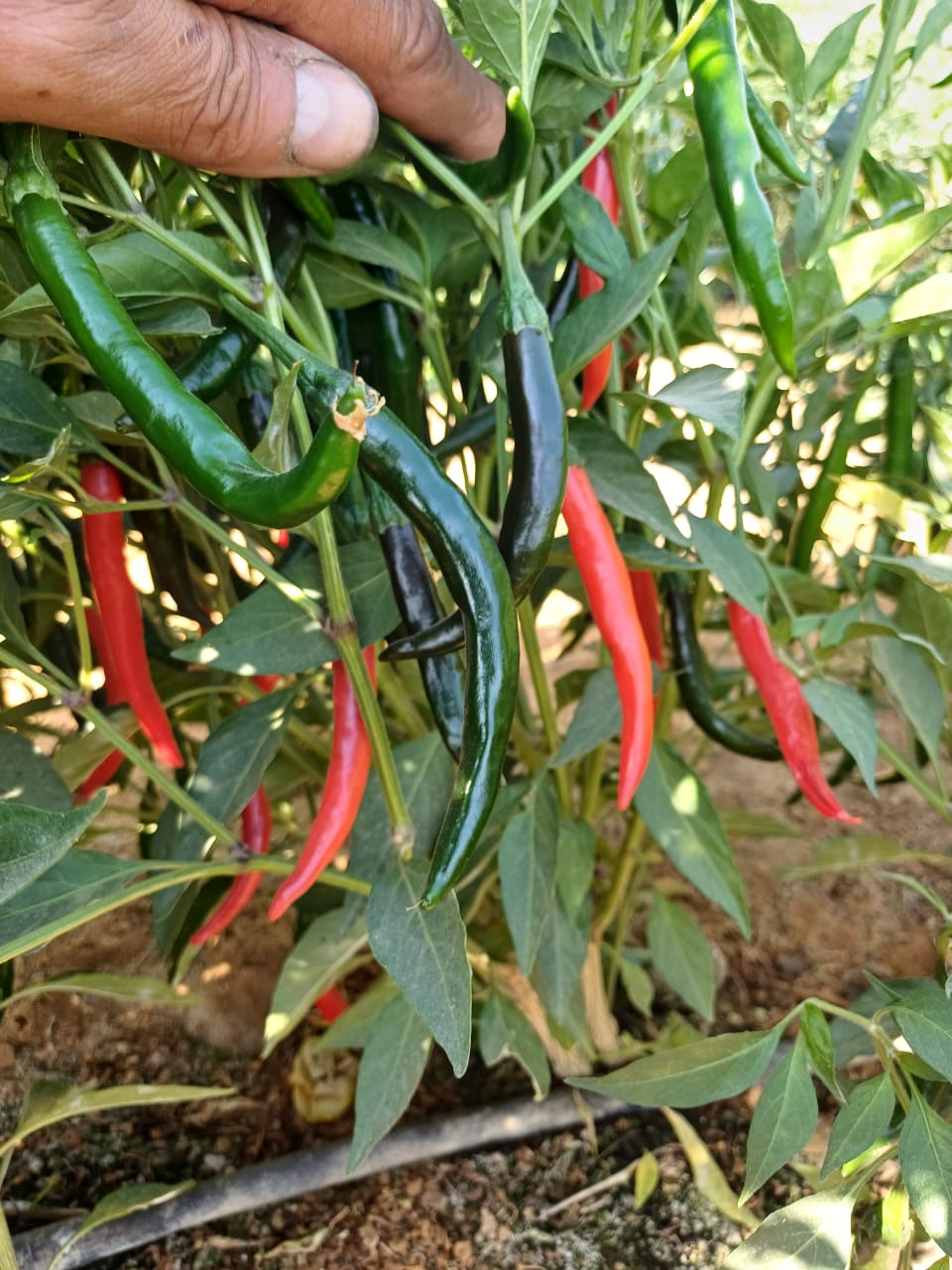 Seed Processing